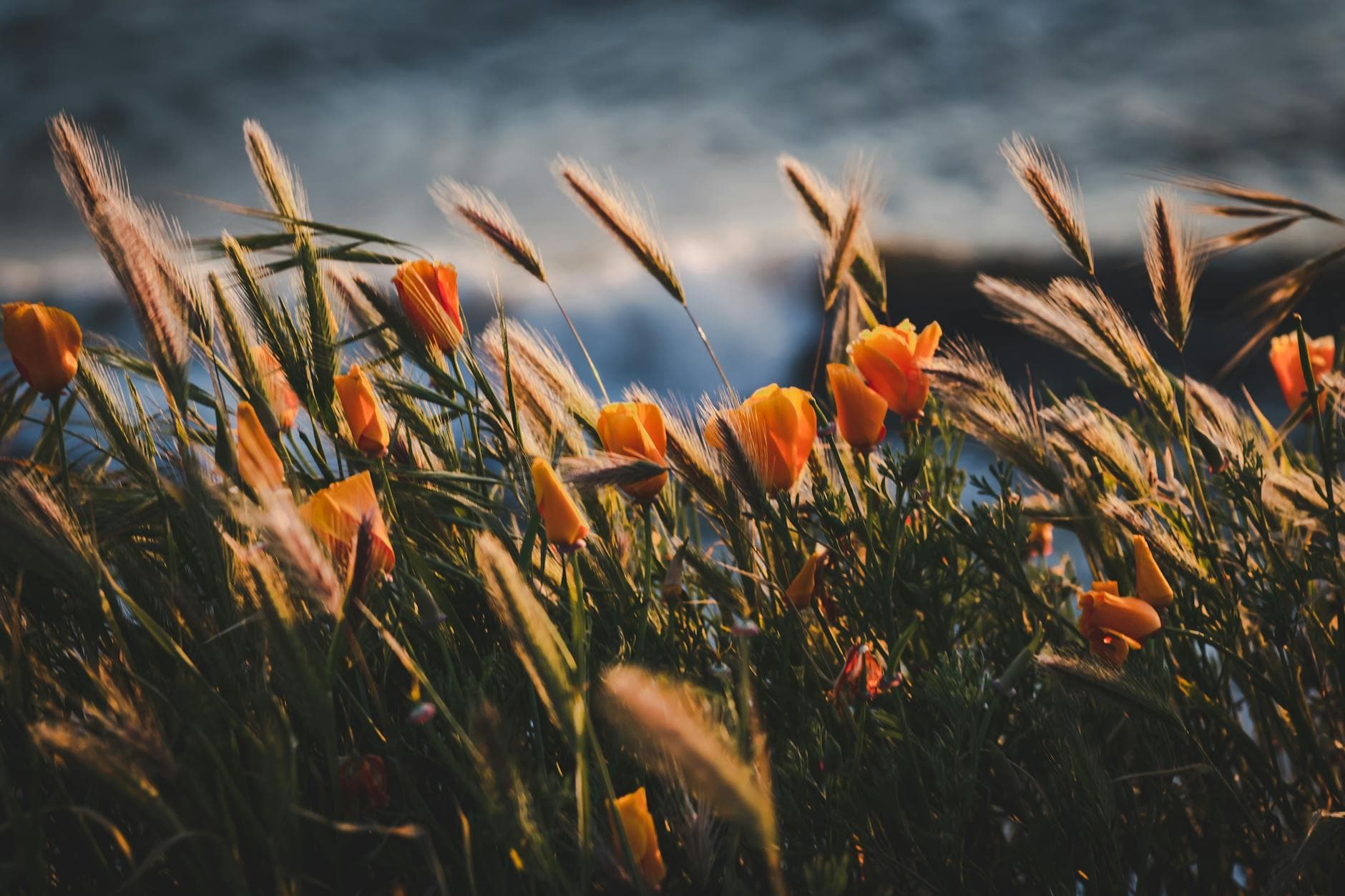 California poppies blooming at golden hour along the Ventura County coast
