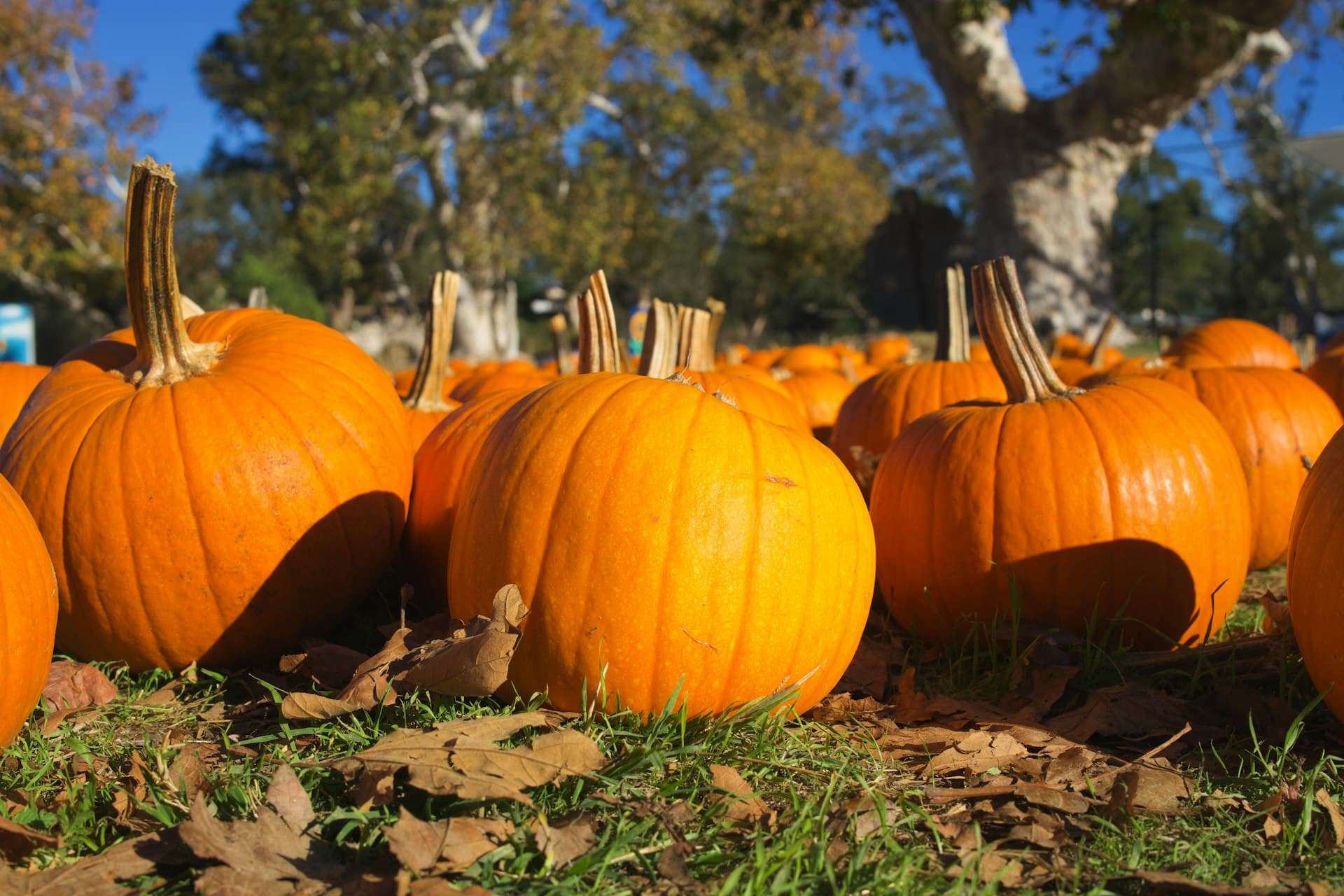 A pile of orange pumpkins in warm autumn light