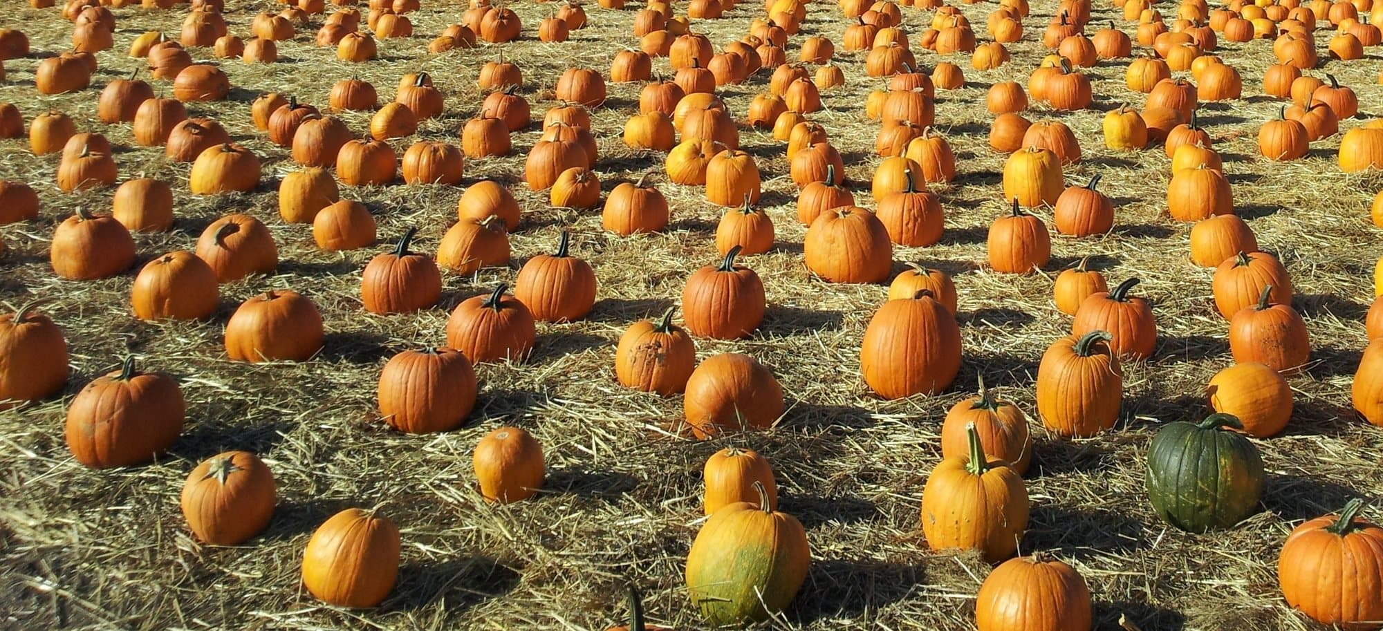 Rows of orange pumpkins sitting on straw in the pumpkin patch at Underwood Family Farms in Moorpark