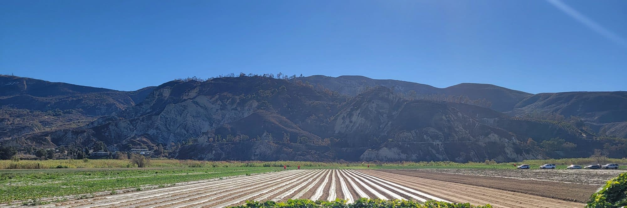 Rows of freshly planted farm fields below the mountains outside Santa Paula