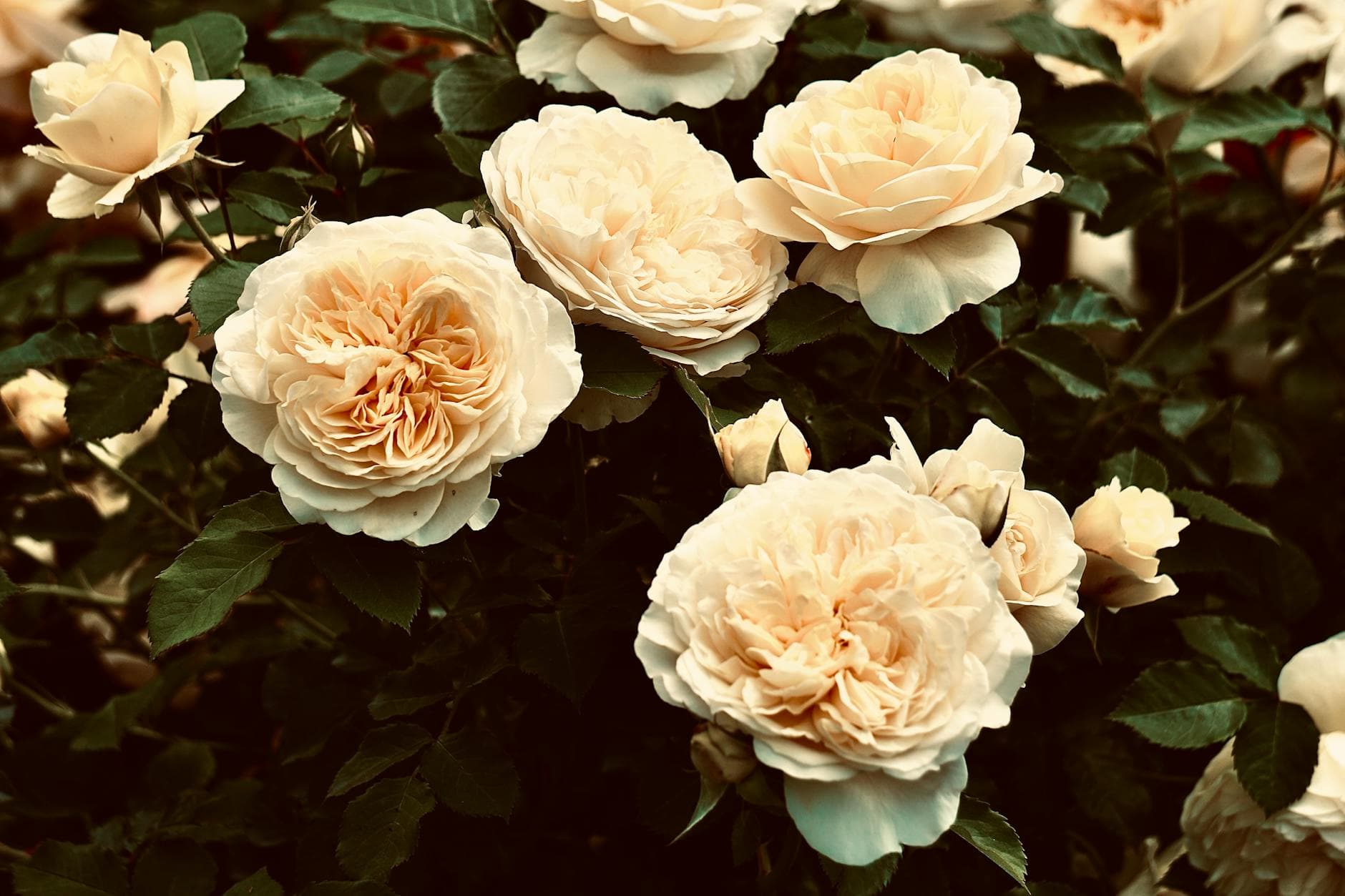 Gardens of the World