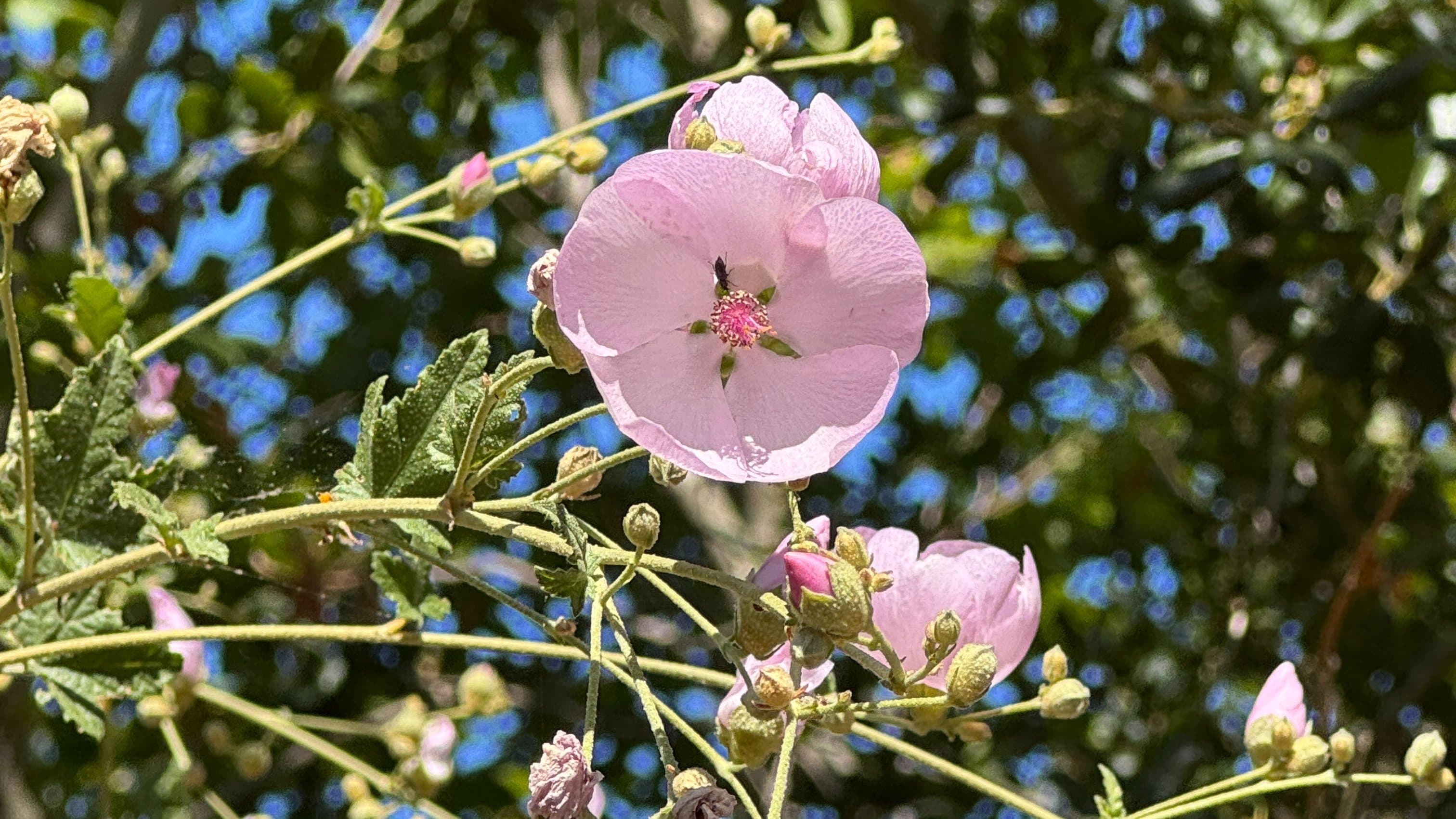 Early Summer Wildflowers on the Upper Sycamore Trail - Gentler